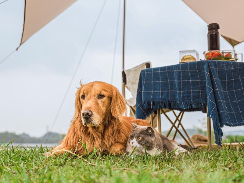Outdoor lifestyle with pets traveling beyond the door