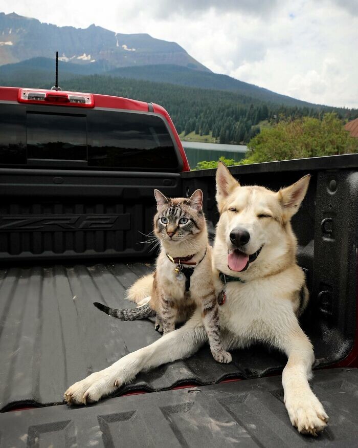 Dog and cat travelling beside a vehicle in an outdoor setting