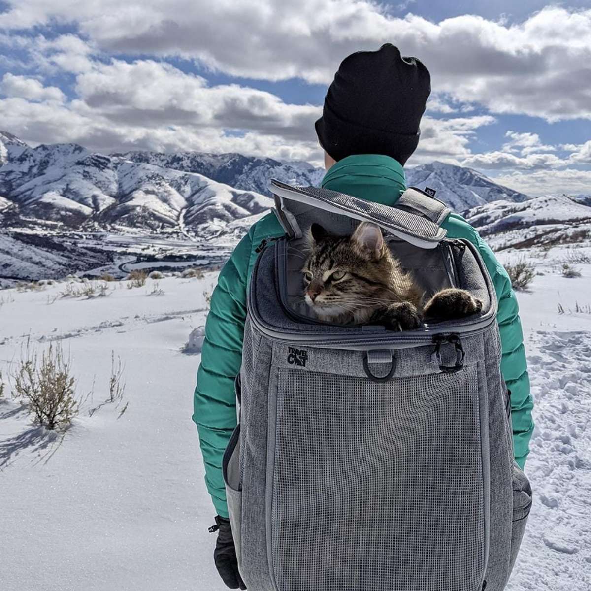 Cat sitting inside a portable pet carrier backpack outdoors