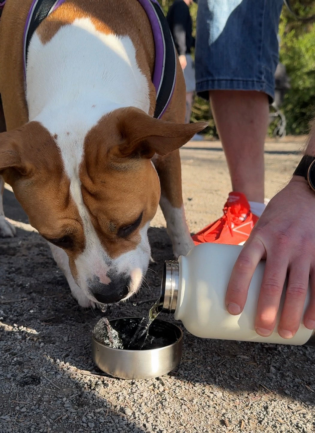 Dog using a portable water bottle during an outdoor trip