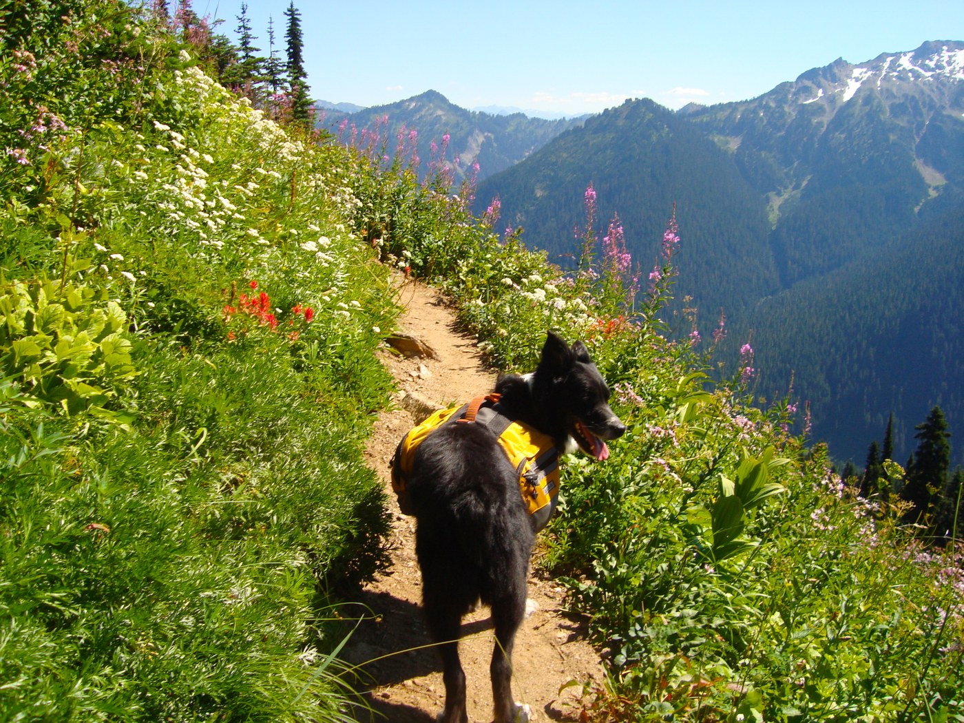 Dog on a retractable leash during an outdoor walk